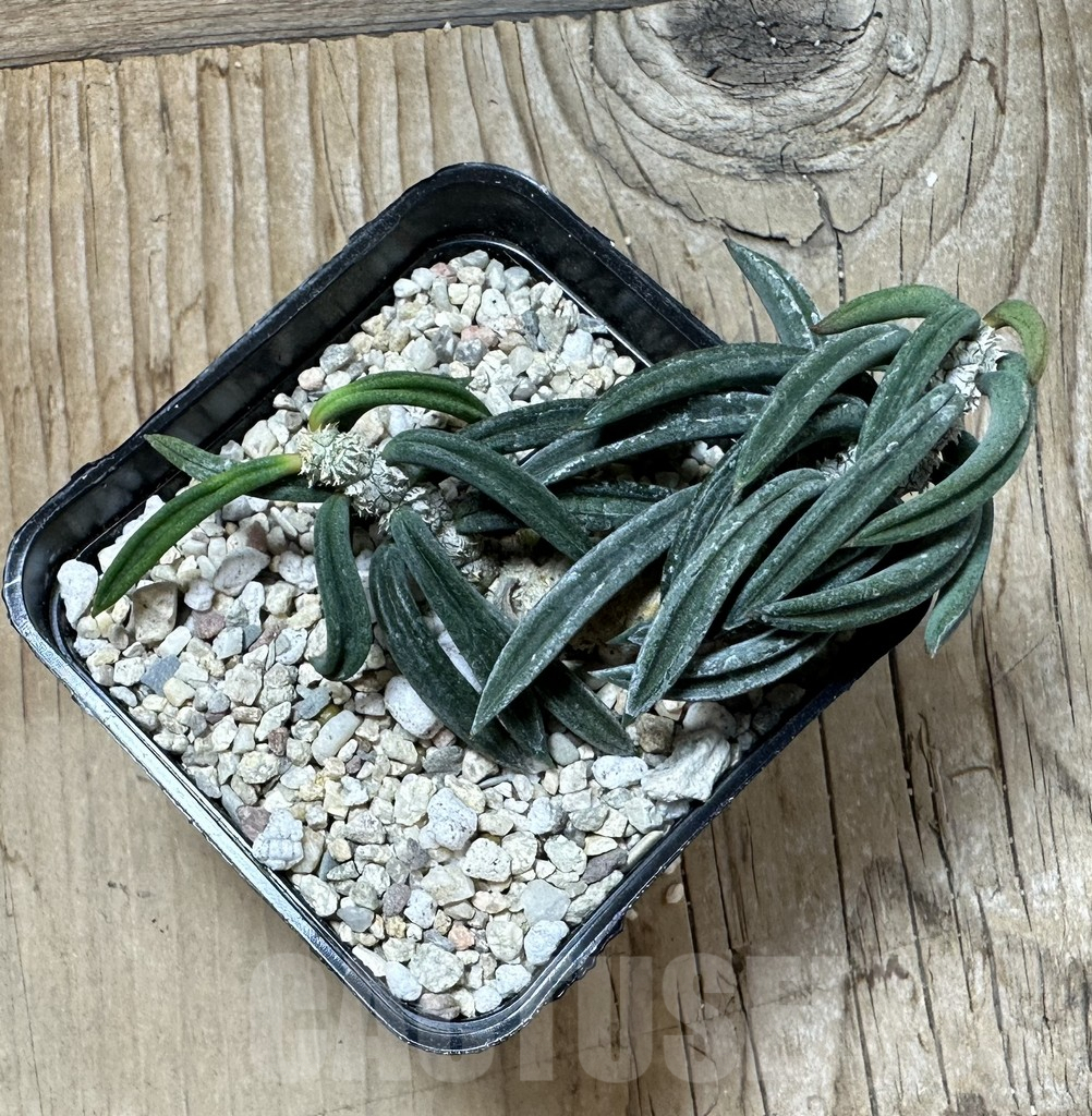 SHPR35997 Euphorbia cylindrifolia ssp. tuberifera - Image 3