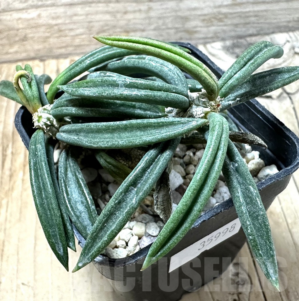 SHPR35998 Euphorbia cylindrifolia ssp. tuberifera