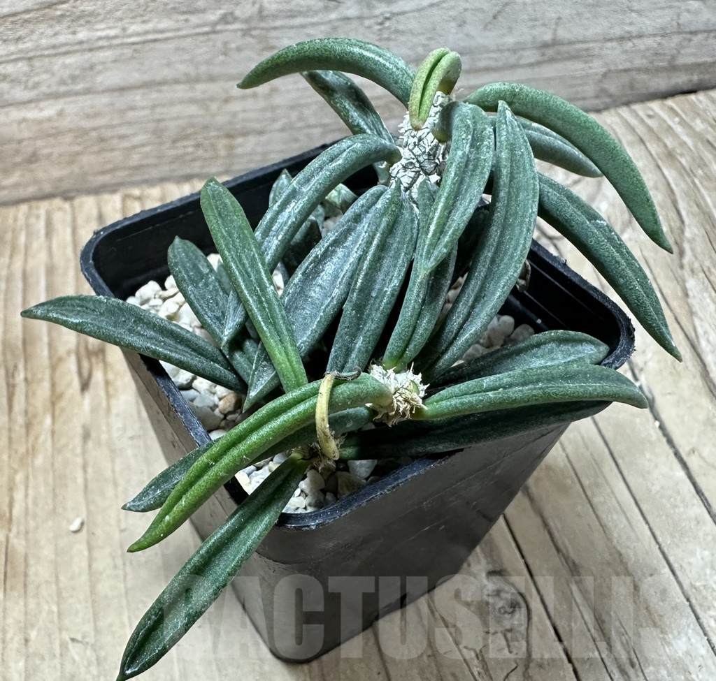 SHPR35998 Euphorbia cylindrifolia ssp. tuberifera - Image 2