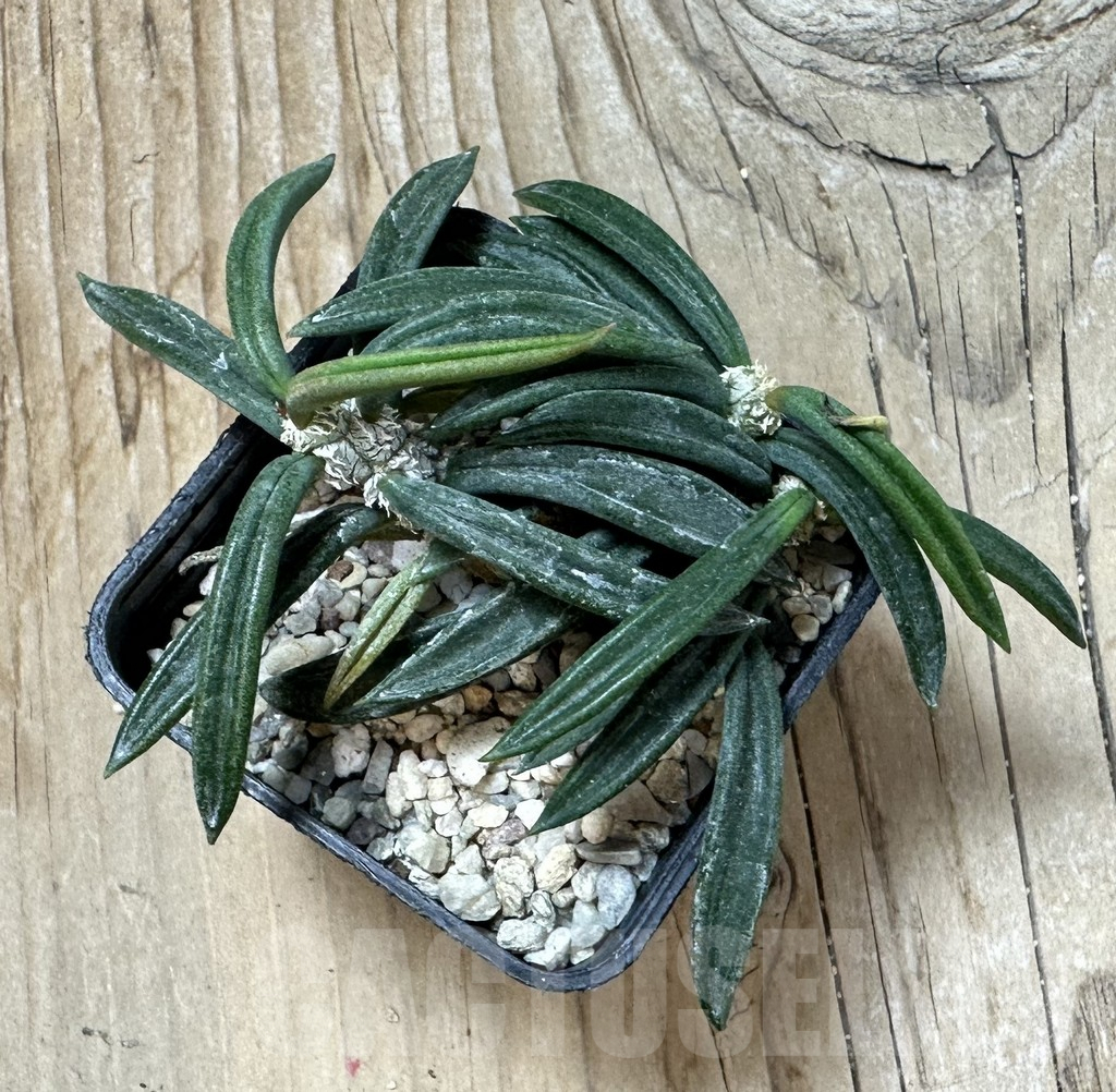 SHPR35998 Euphorbia cylindrifolia ssp. tuberifera - Image 3