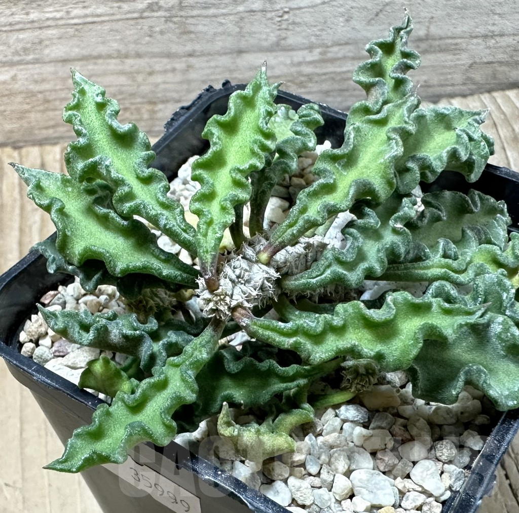 SHPR35999 Euphorbia decaryi v. spirosticha