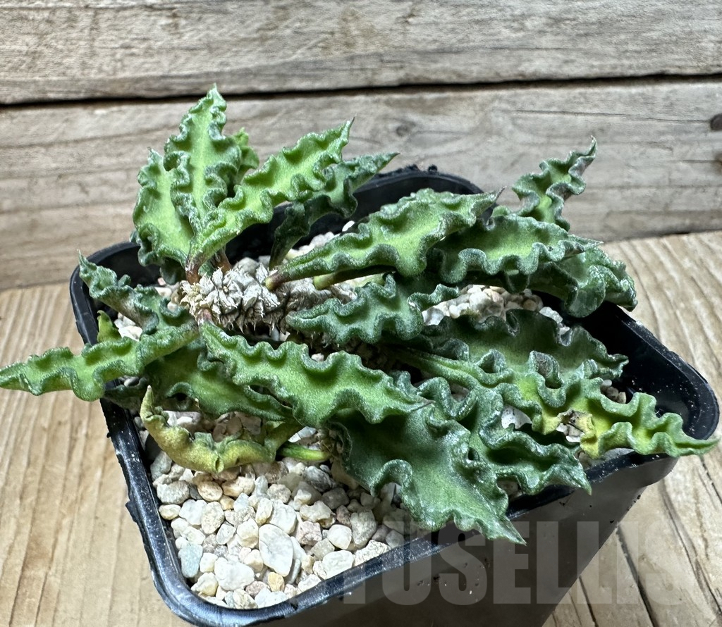 SHPR35999 Euphorbia decaryi v. spirosticha - Image 2