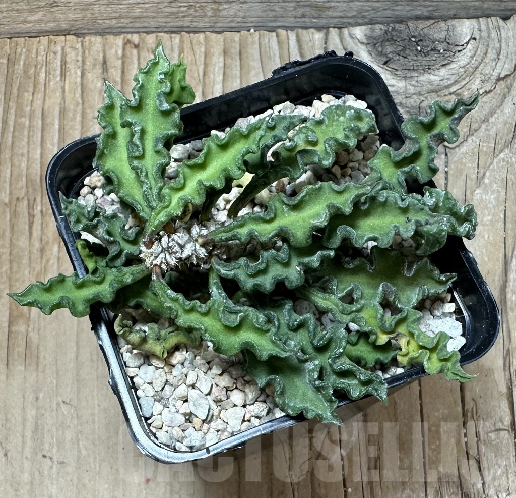 SHPR35999 Euphorbia decaryi v. spirosticha - Image 3