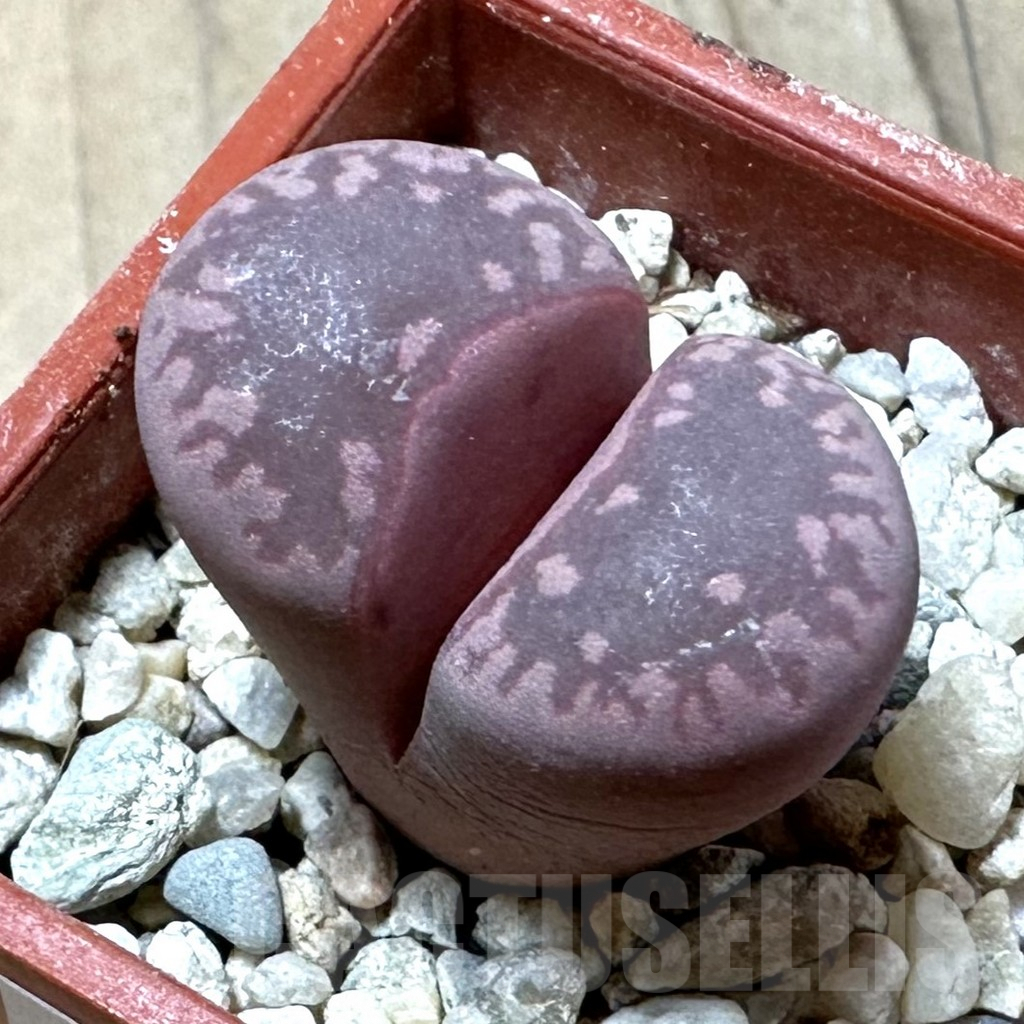 SHPR35977 Lithops otzeniana ‘Cesky Granat’