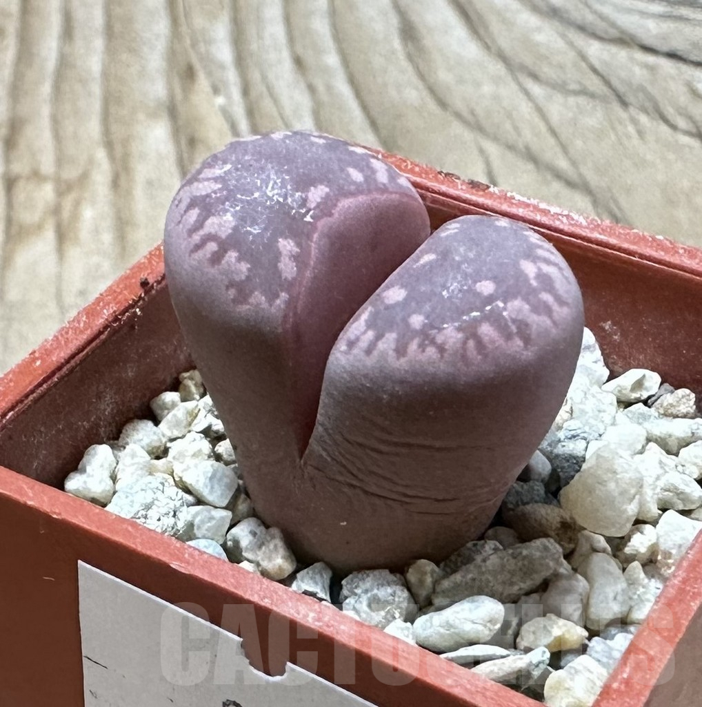 SHPR35977 Lithops otzeniana ‘Cesky Granat’ - Image 2