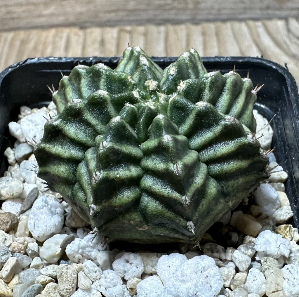 SHPR36127 Gymnocalycium mihanovichii ‘Kanomchan’ - Image 2