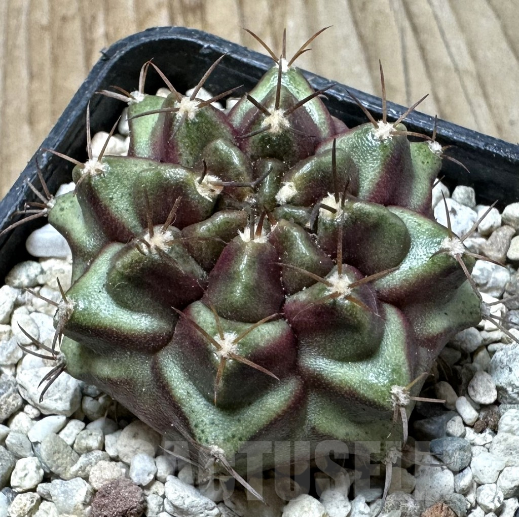 SHPR36133 Gymnocalycium mihanovichii ‘Purple Nebula’