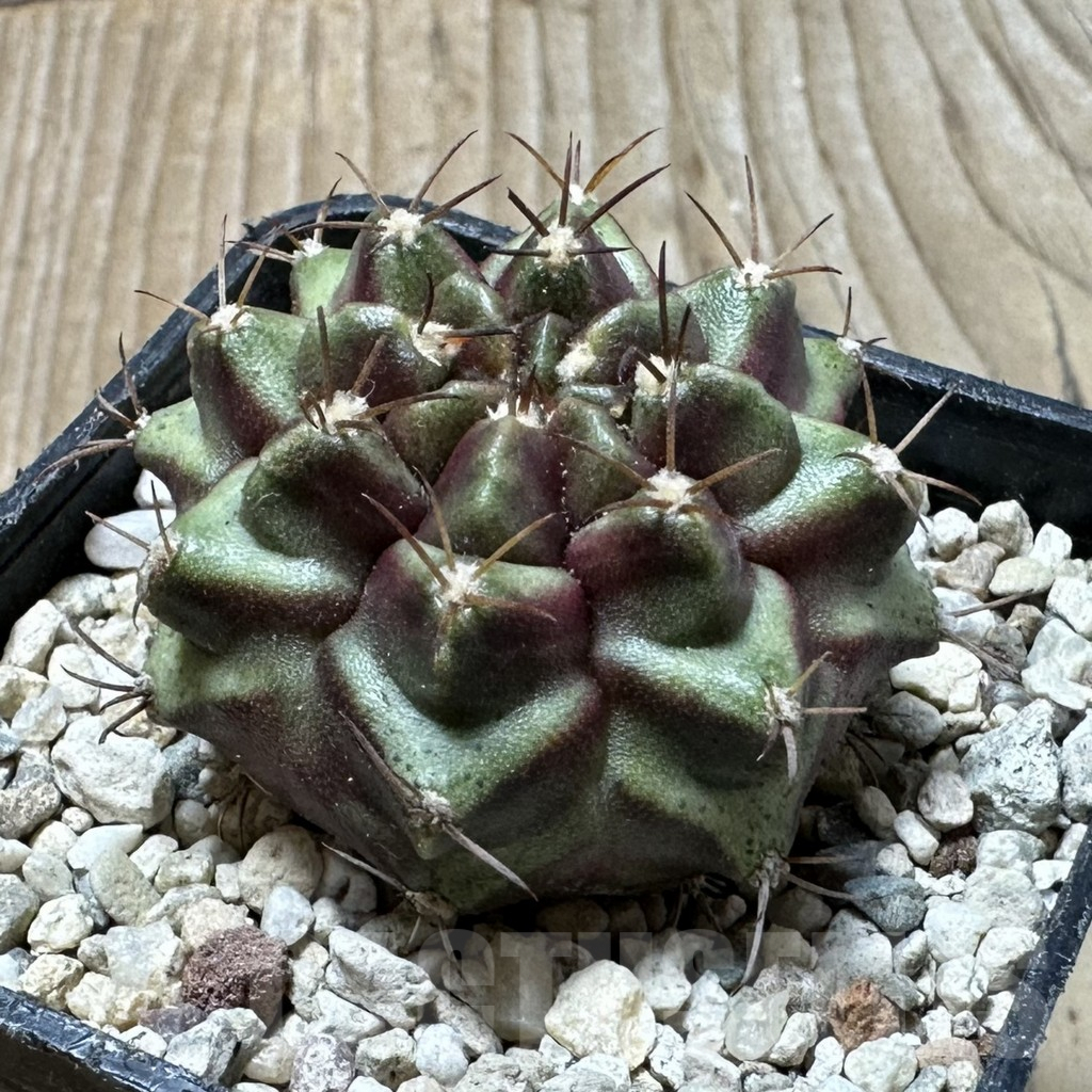 SHPR36133 Gymnocalycium mihanovichii ‘Purple Nebula’ – Bild 2