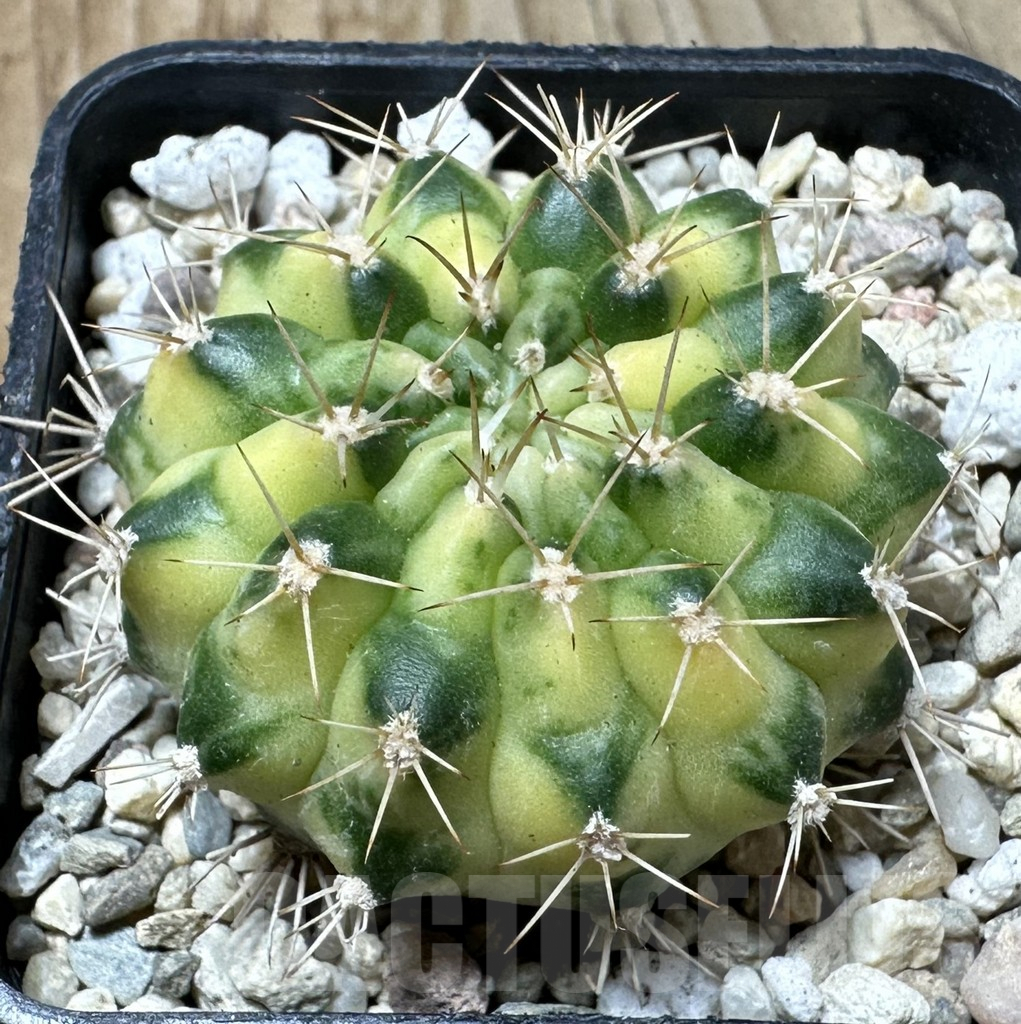 SHPR36134 Gymnocalycium mihanovichii 'Cat Eye'