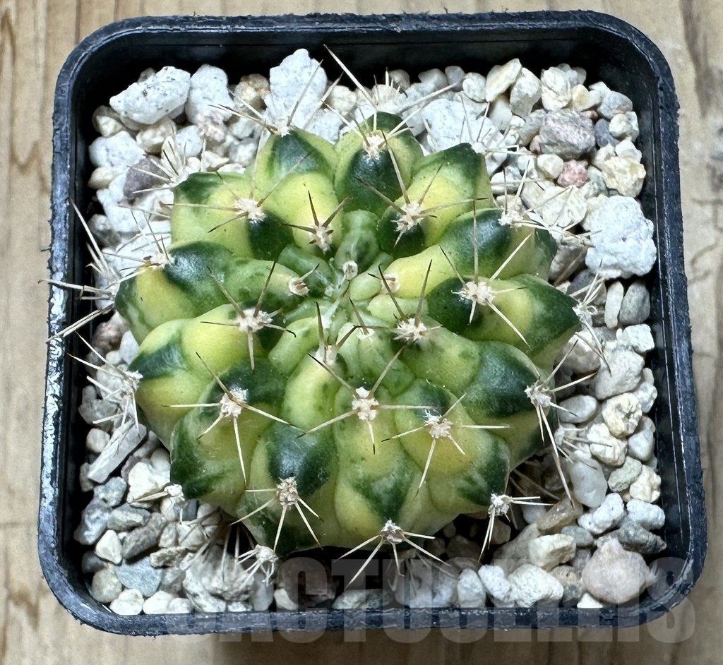 SHPR36134 Gymnocalycium mihanovichii 'Cat Eye' – Bild 2
