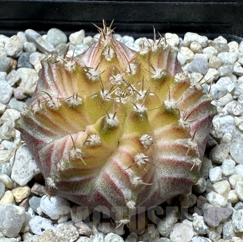 SHPR36135 Gymnocalycium mihanovichii ‘Neon’ hybrid