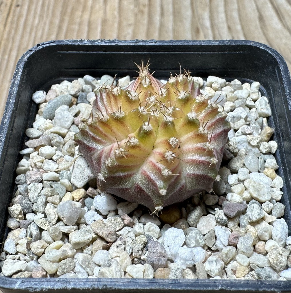 SHPR36135 Gymnocalycium mihanovichii ‘Neon’ hybrid – Bild 2