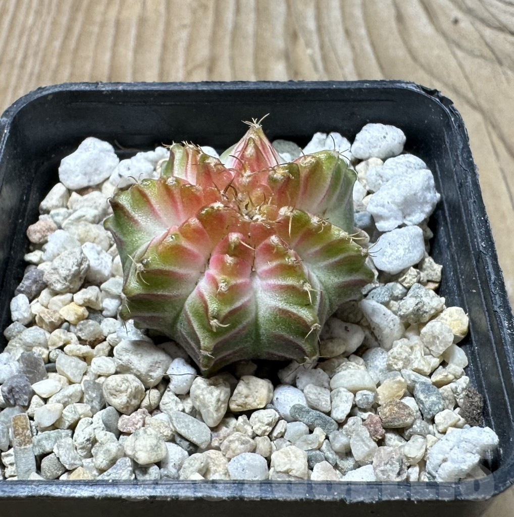 SHPR36136 Gymnocalycium mihanovichii ‘Neon’ hybrid - Image 2
