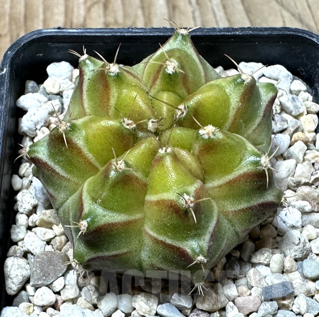 SHPR36138 Gymnocalycium mihanovichii ‘Neon’ hybrid
