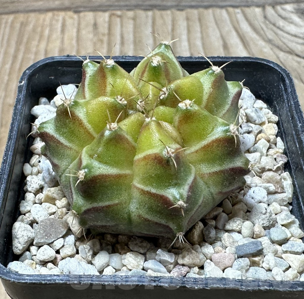 SHPR36138 Gymnocalycium mihanovichii ‘Neon’ hybrid - immagine 2