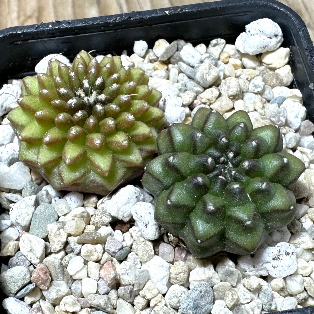 SHPR36141 Gymnocalycium mihanovichii ‘inermis’, seedling, 2 plants