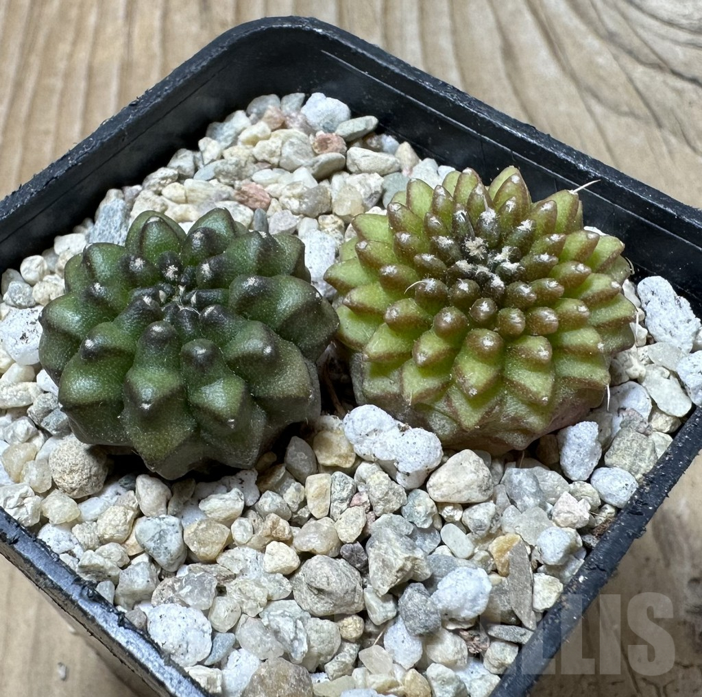 SHPR36141 Gymnocalycium mihanovichii ‘inermis’, seedling, 2 plants - immagine 2