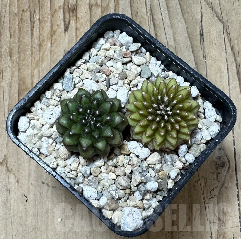 SHPR36141 Gymnocalycium mihanovichii ‘inermis’, seedling, 2 plants - immagine 3