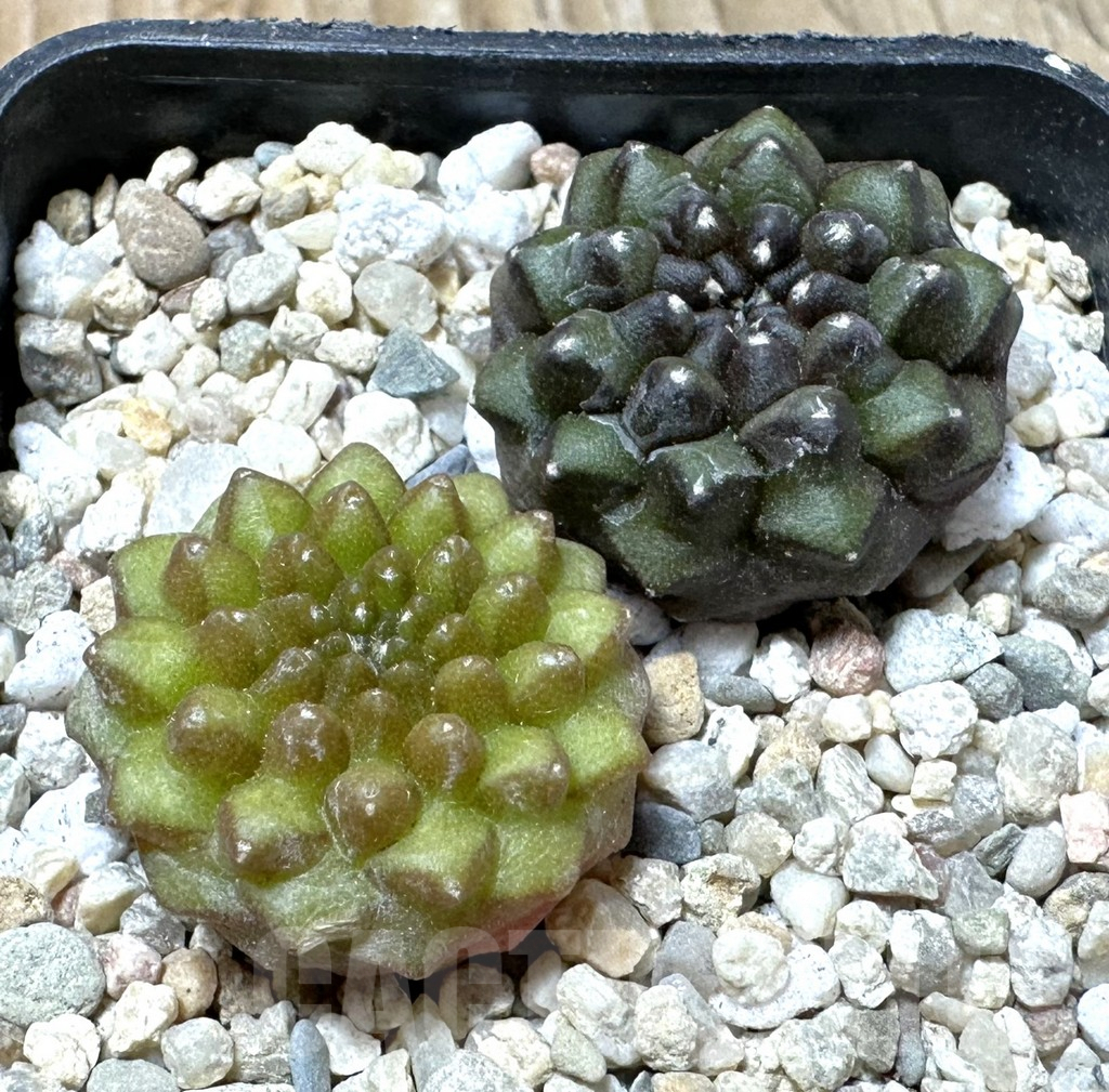 SHPR36142 Gymnocalycium mihanovichii ‘inermis’, seedling, 2 plants – Bild 2