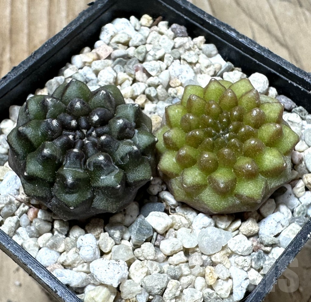 SHPR36142 Gymnocalycium mihanovichii ‘inermis’, seedling, 2 plants