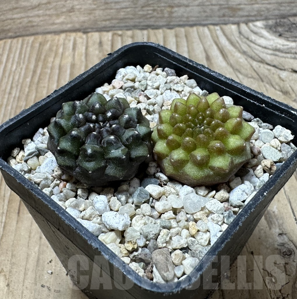 SHPR36142 Gymnocalycium mihanovichii ‘inermis’, seedling, 2 plants – Bild 3