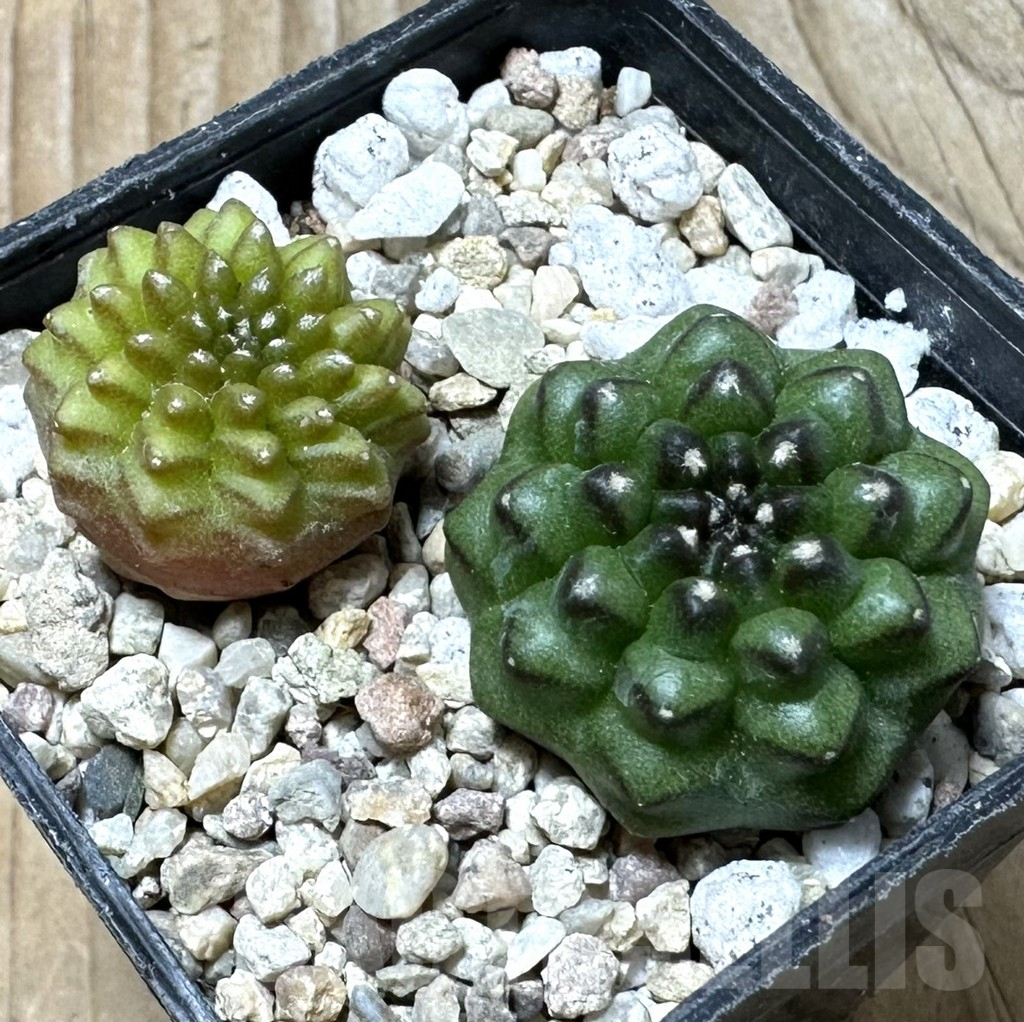 SHPR36143 Gymnocalycium mihanovichii ‘inermis’, seedling, 2 plants