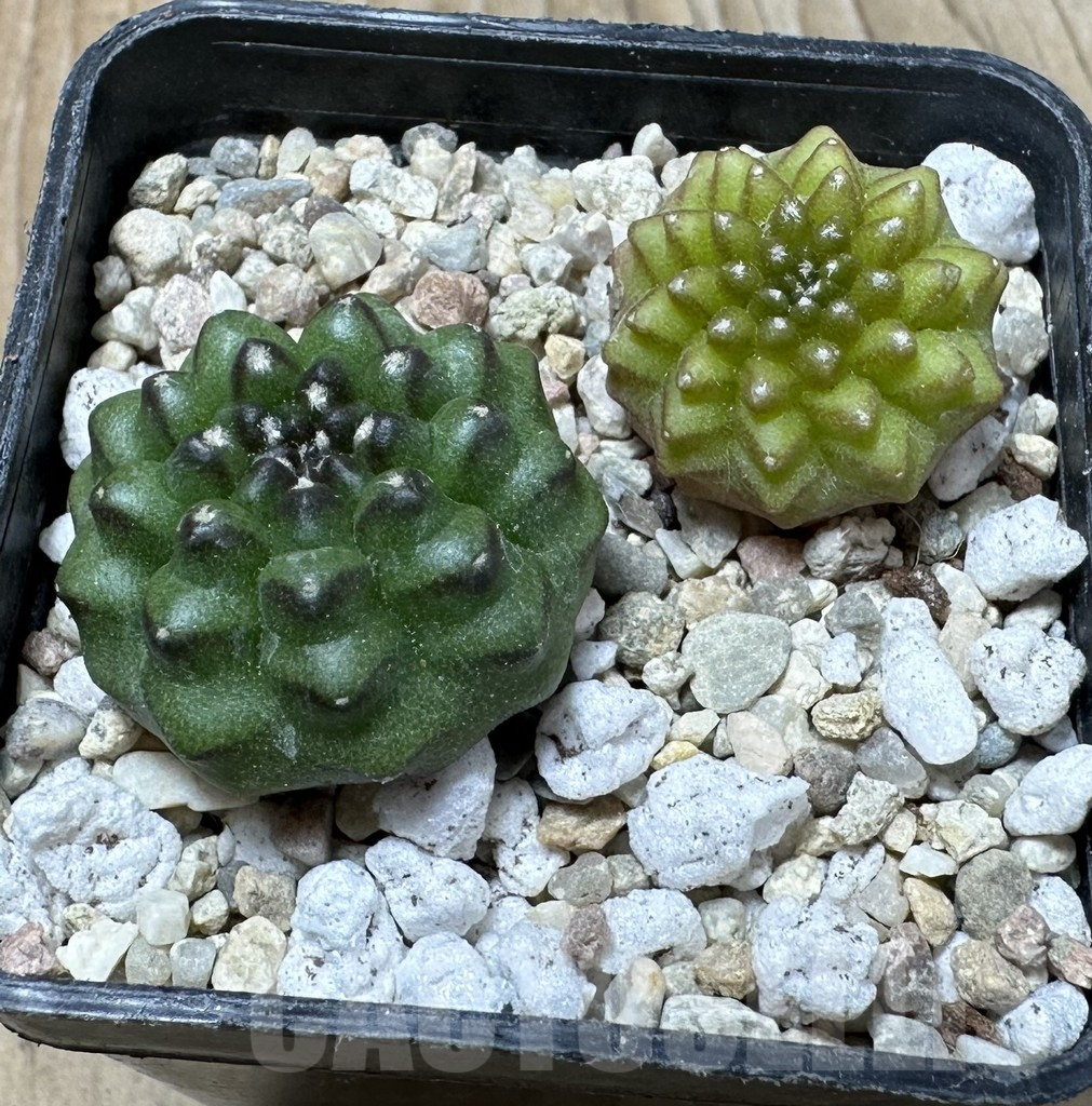 SHPR36143 Gymnocalycium mihanovichii ‘inermis’, seedling, 2 plants - Image 2