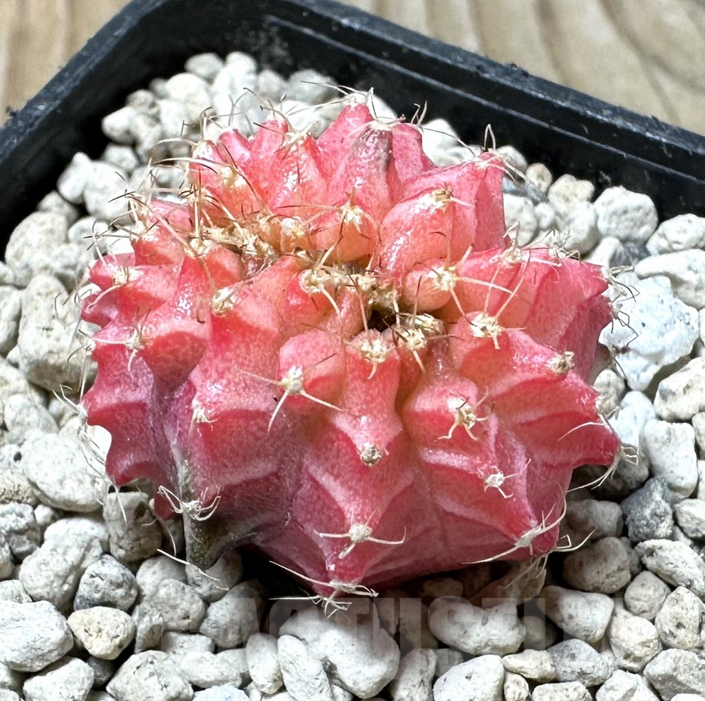 SHPR36145 Gymnocalycium mihanovichii variegata f. cristata