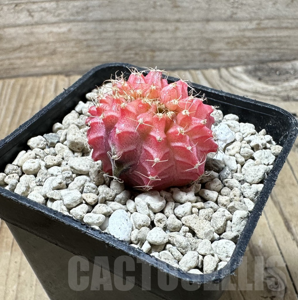 SHPR36145 Gymnocalycium mihanovichii variegata f. cristata - Image 2