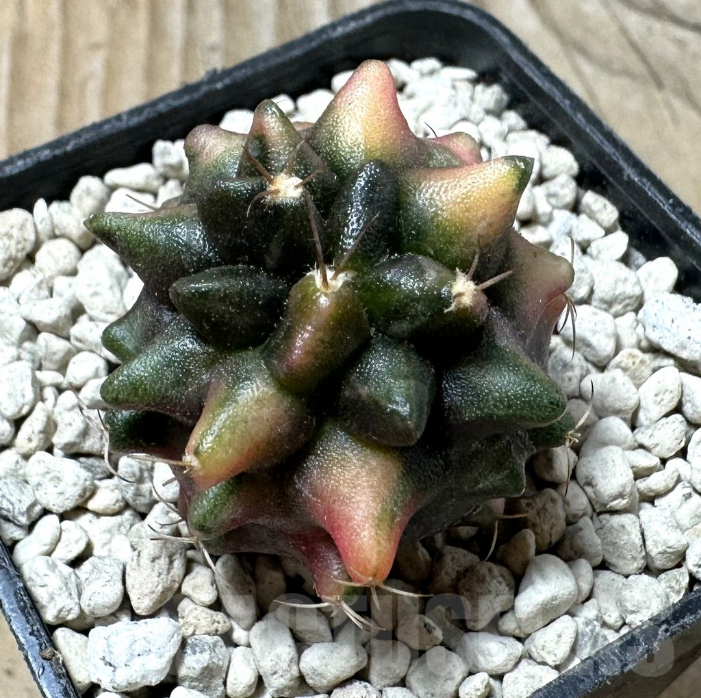 SHPR36147 Gymnocalycium mihanovichii ‘Transformer’ f. variegata, seedling