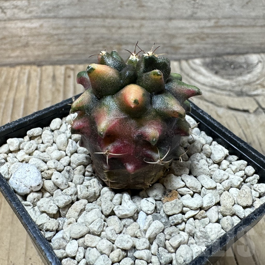 SHPR36147 Gymnocalycium mihanovichii ‘Transformer’ f. variegata, seedling - Зображення 2