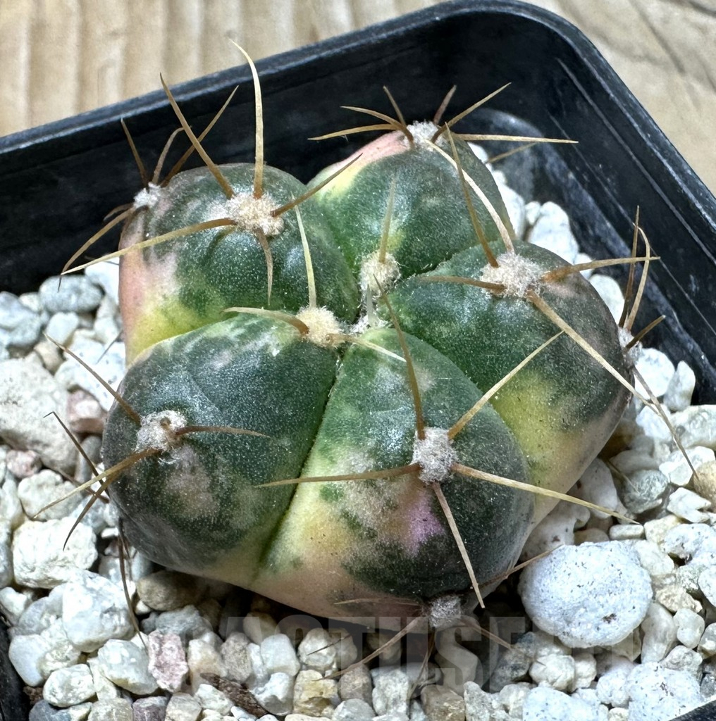 SHPR36149 Gymnocalycium horstii f. variegata