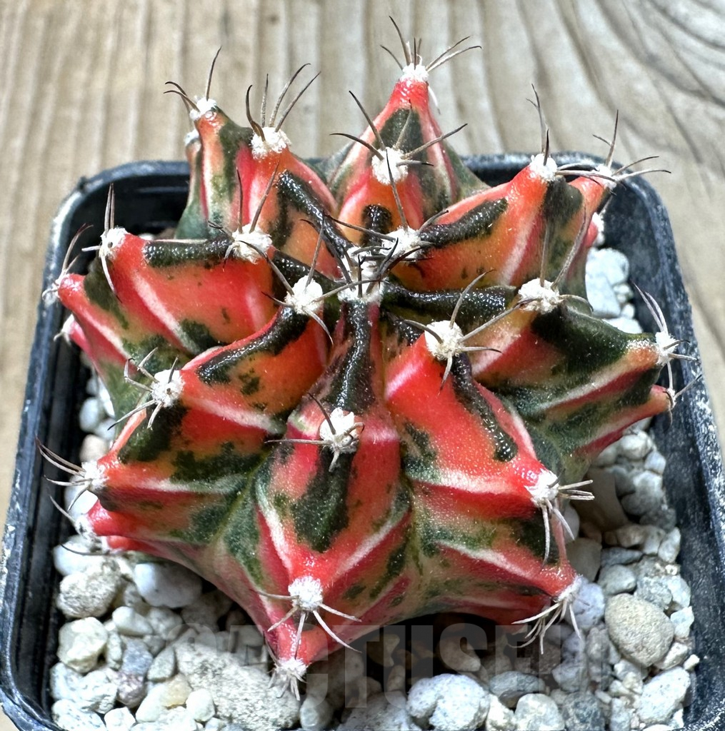 SHPR36154 Gymnocalycium mihanovichii f. variegata -Japan-