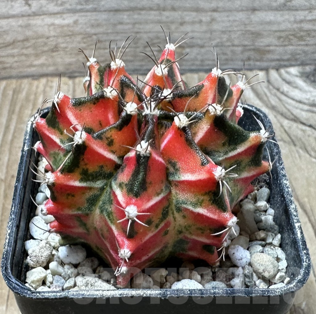 SHPR36154 Gymnocalycium mihanovichii f. variegata -Japan- - Image 2