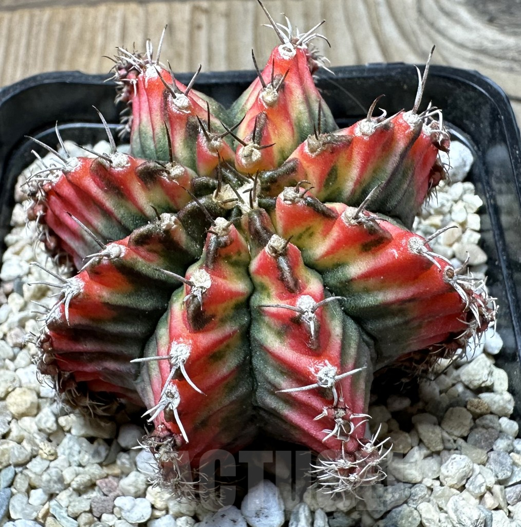 SHPR36156 Gymnocalycium mihanovichii ‘Multicolor’