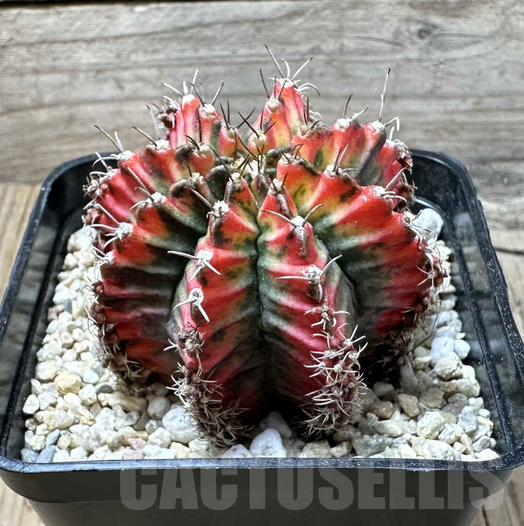 SHPR36156 Gymnocalycium mihanovichii ‘Multicolor’ - Image 2