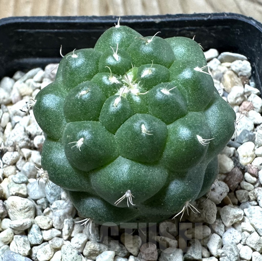 SHPR36097 Coryphantha elephantidens ‘inermis’ - Imagen 2