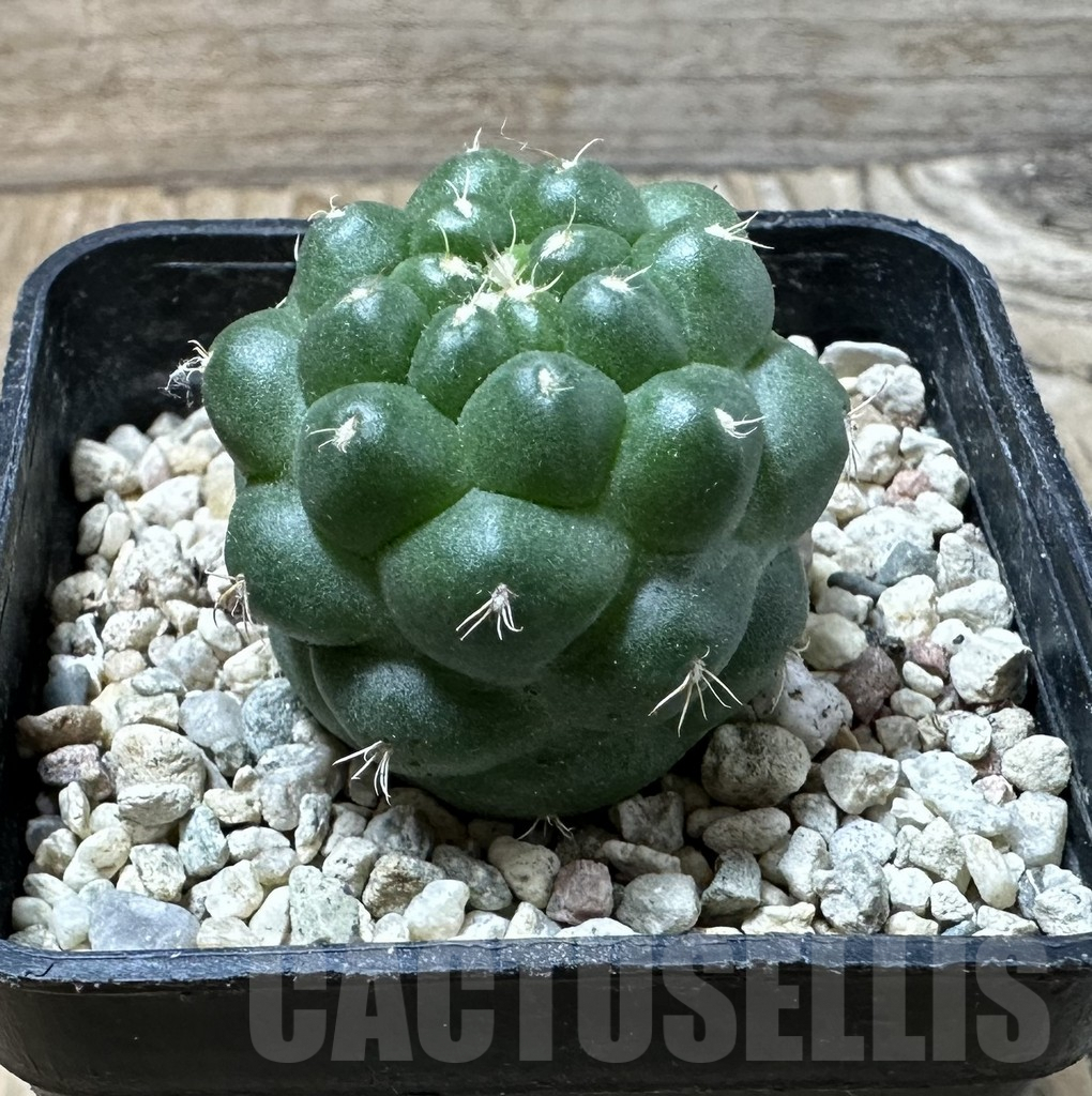 SHPR36097 Coryphantha elephantidens ‘inermis’ - Imagen 3