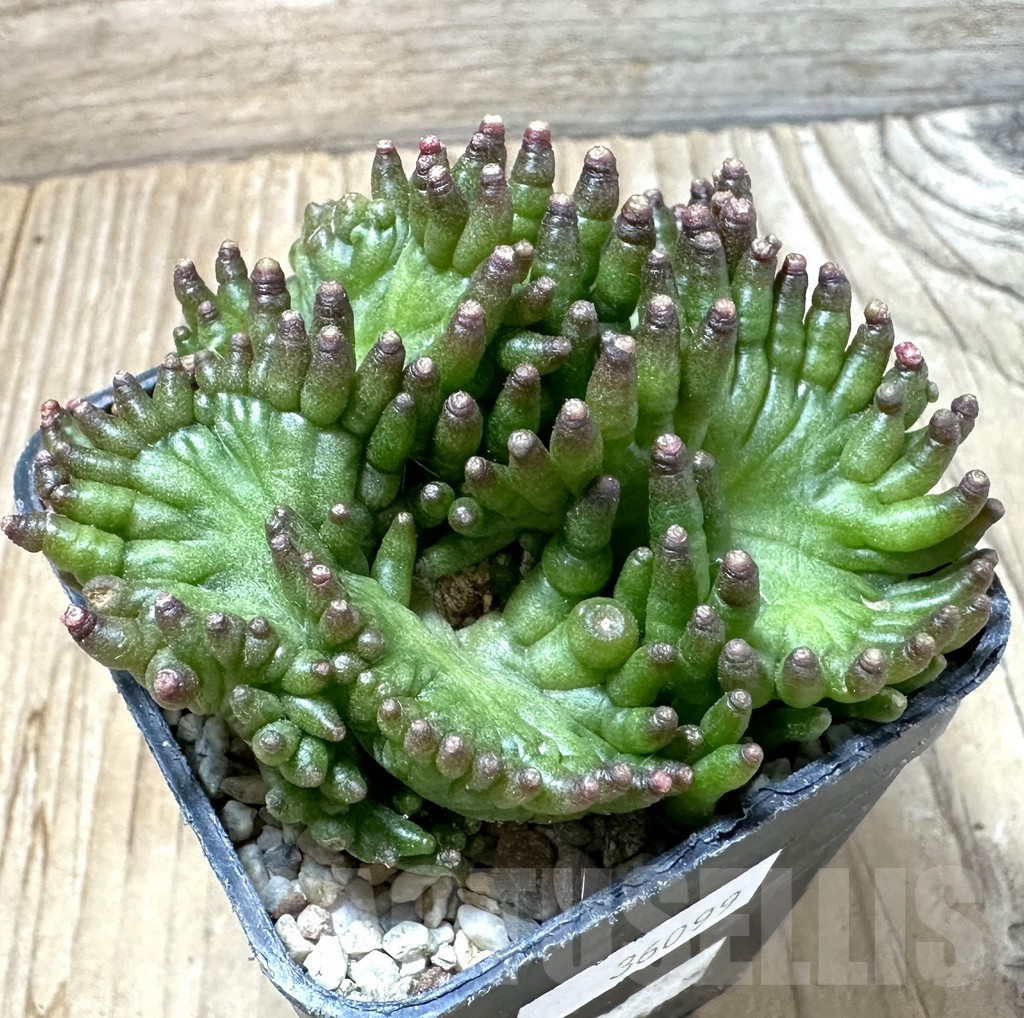 SHPR36099 Mammillaria bocasana ‘Fred’ f.cristata