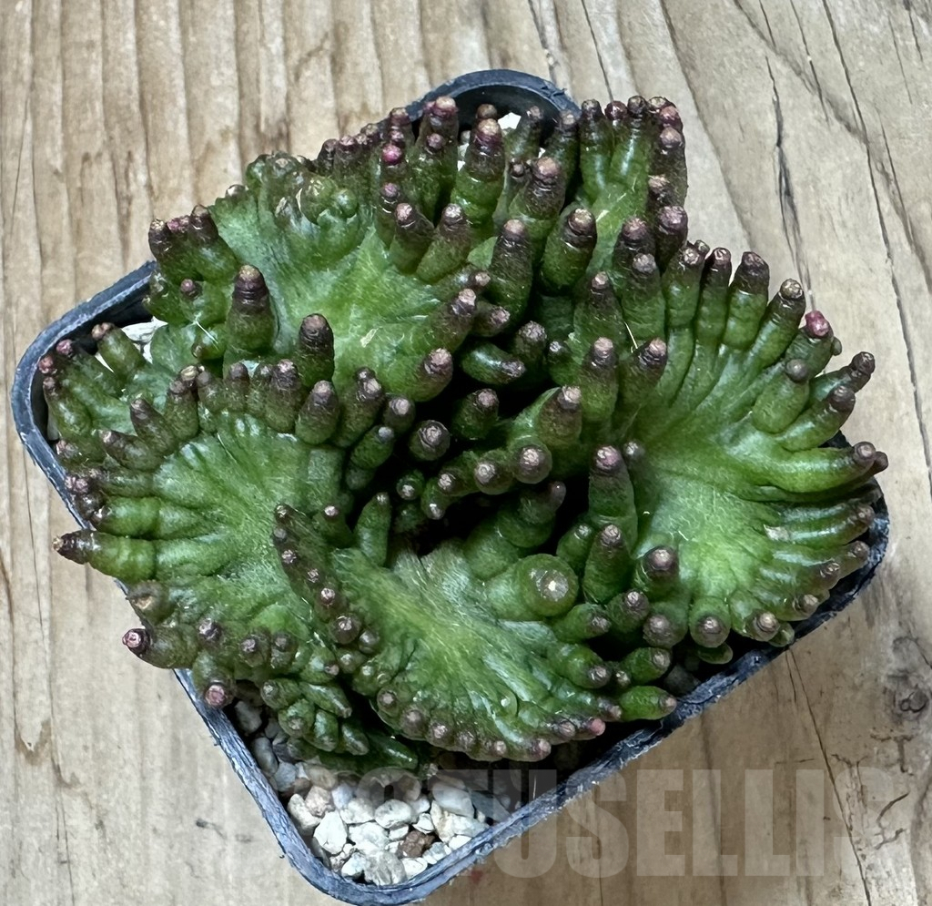 SHPR36099 Mammillaria bocasana ‘Fred’ f.cristata - immagine 2