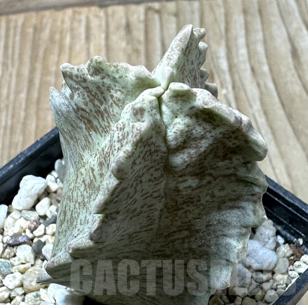 SHPR36224 Whitesloanea crassa