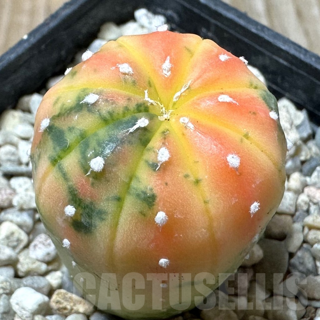 SHPR36272 Astrophytum asterias ‘Red Purple Skin’ f. variegata