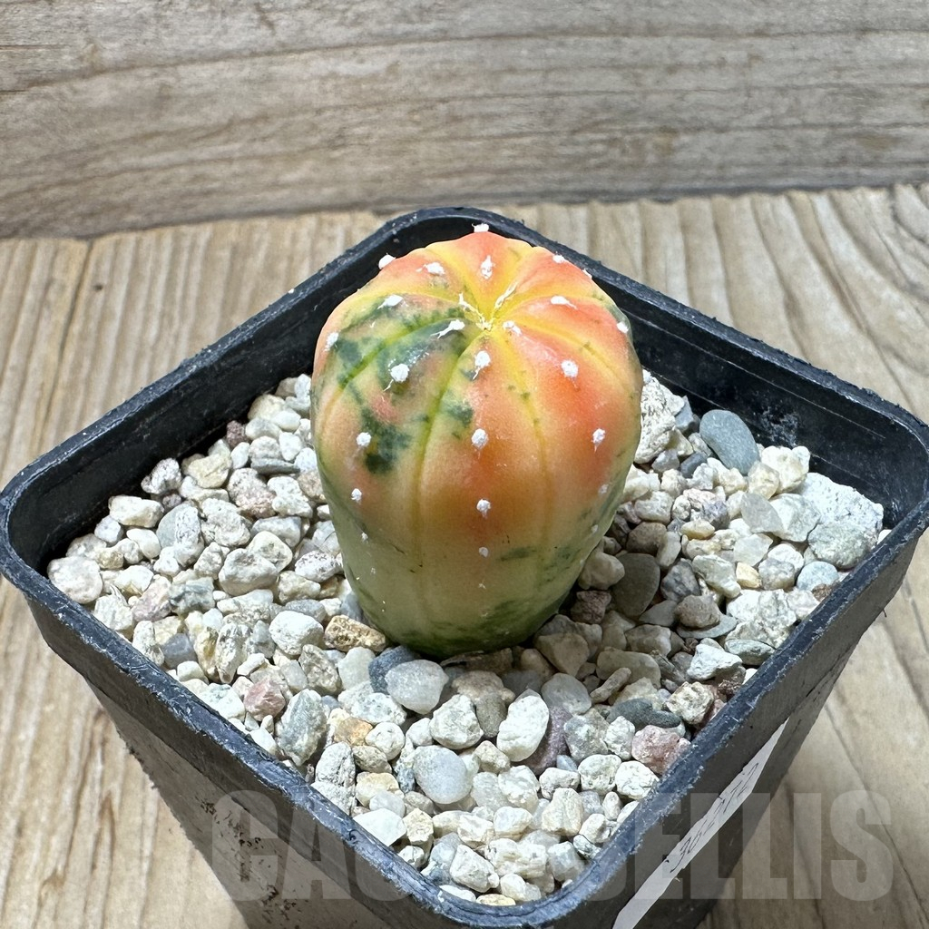 SHPR36272 Astrophytum asterias ‘Red Purple Skin’ f. variegata - 画像 (2)