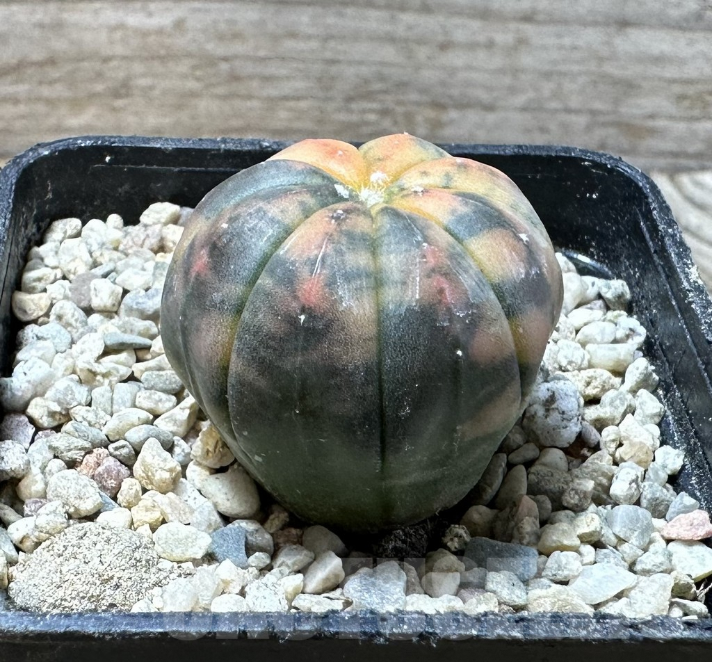 SHPR36273 Astrophytum asterias ‘Red Purple Skin’ f. variegata - Image 2