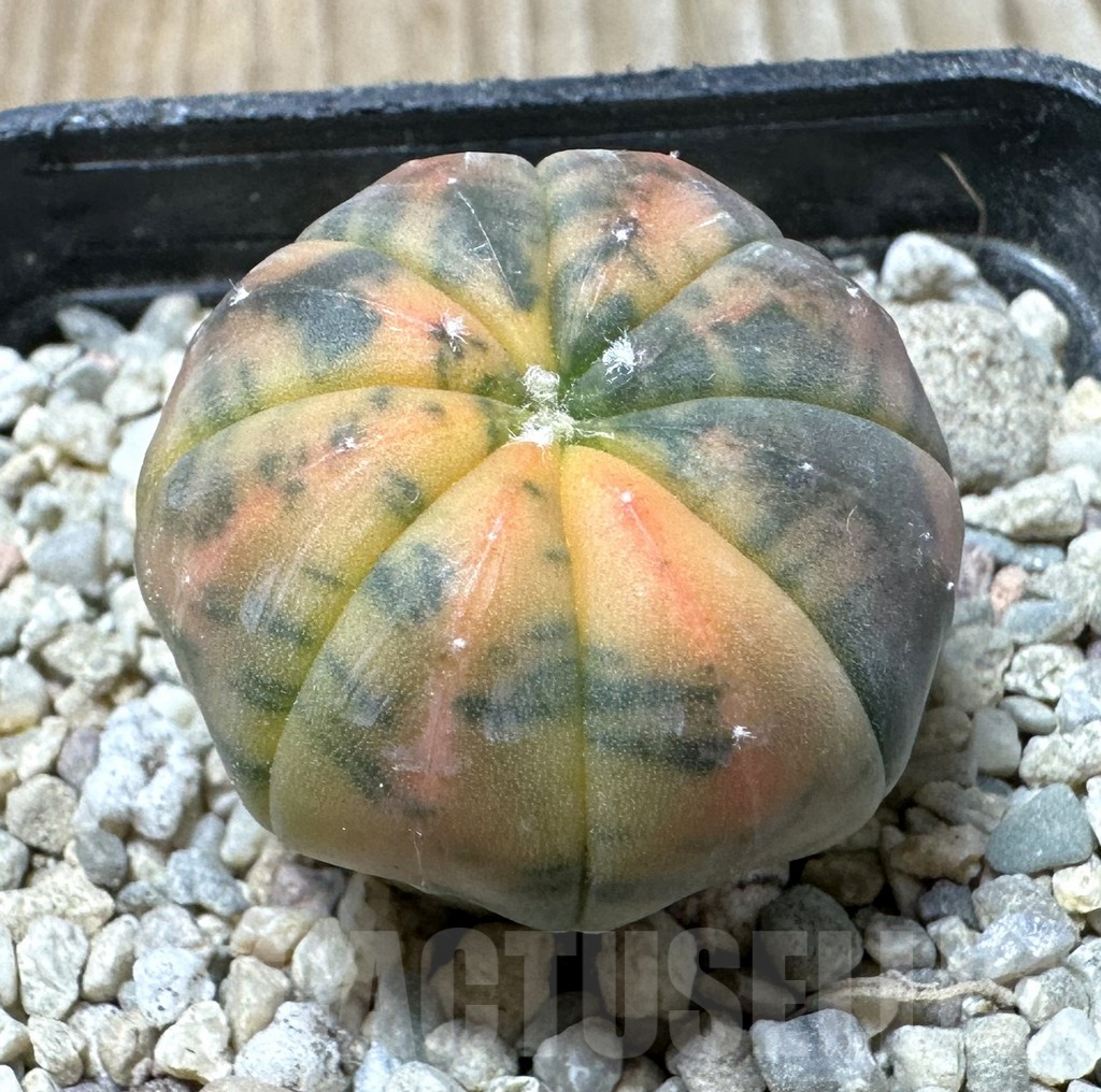 SHPR36273 Astrophytum asterias ‘Red Purple Skin’ f. variegata