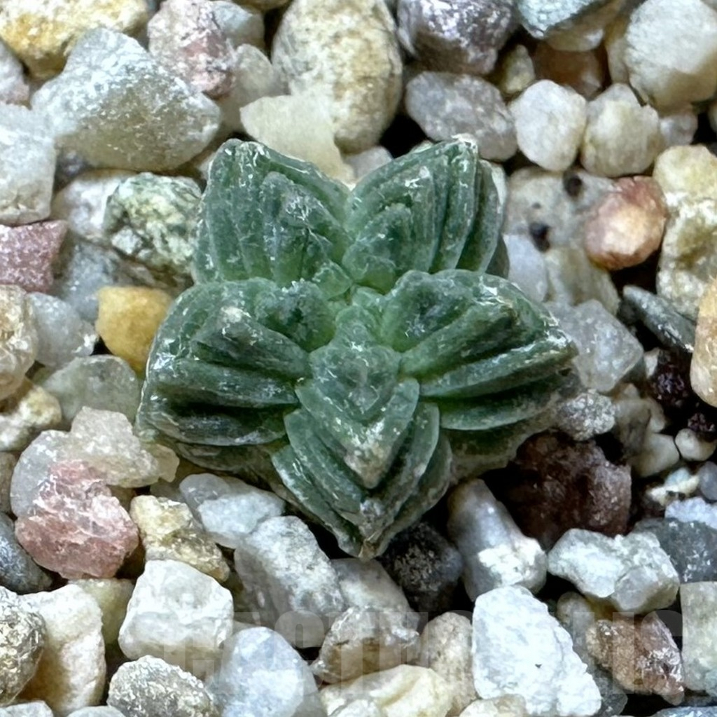 SHPR36226 Aztekium valdezii VM 1040, own roots