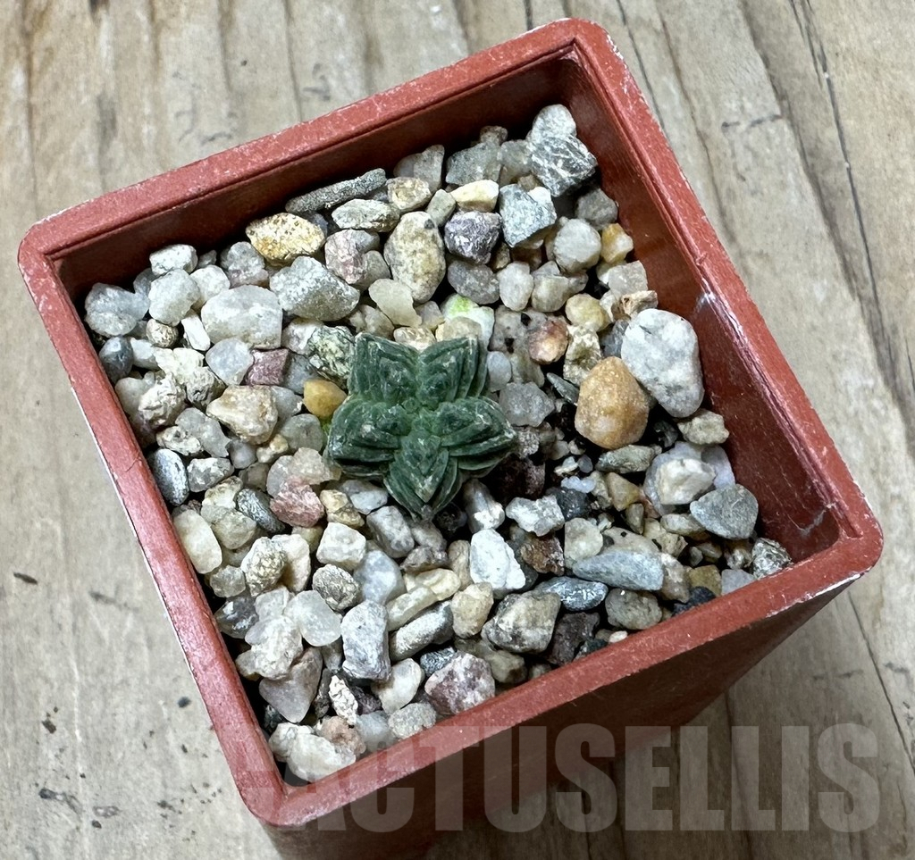 SHPR36226 Aztekium valdezii VM 1040, own roots - 画像 (2)