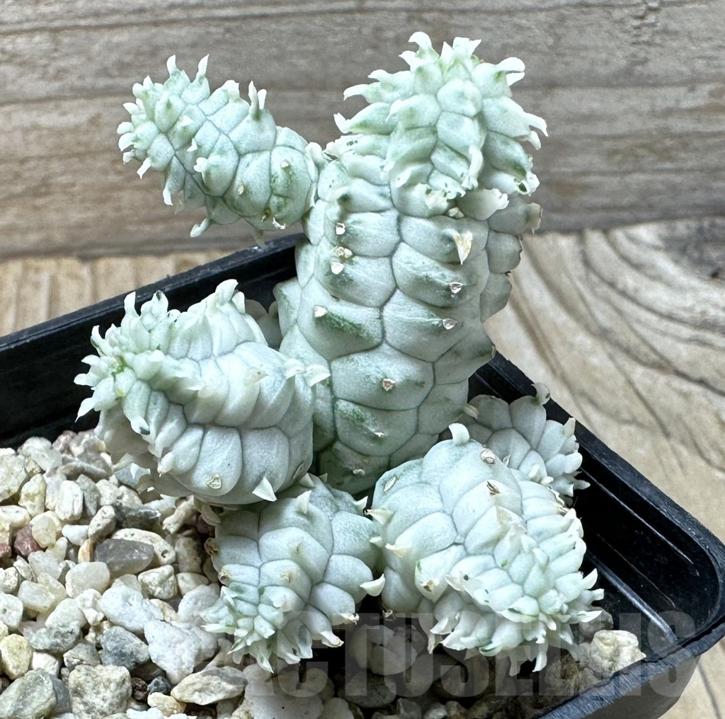 SHPR36228 Euphorbia mammillaris f. variegata