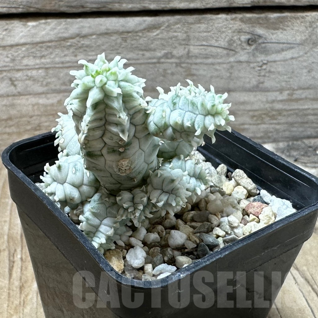 SHPR36228 Euphorbia mammillaris f. variegata – Bild 2