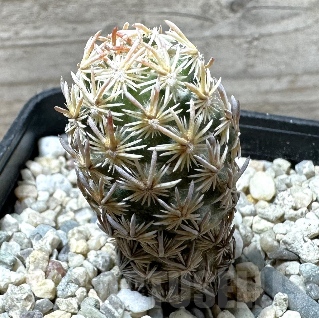 SHPR36231 Escobaria minima - Image 2